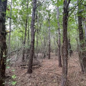 Photo #59 of 1596 Middle Swamp Rd, Corapeak, NC 149.9 acres
