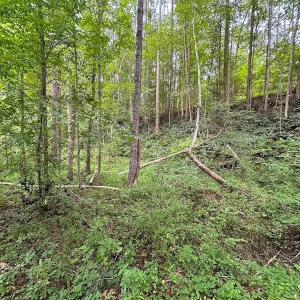 Photo #2 of 93 AC Zero Rd, warfield, VA 93.0 acres