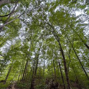 Photo #3 of 93 AC Zero Rd, warfield, VA 93.0 acres