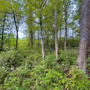Photo #8 of 93 AC Zero Rd, warfield, VA 93.0 acres