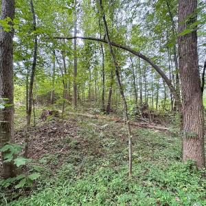 Photo #11 of 93 AC Zero Rd, warfield, VA 93.0 acres