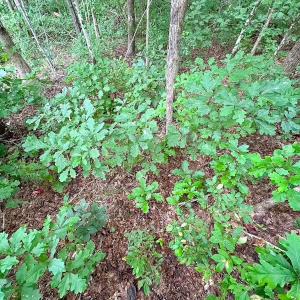 Photo #12 of 93 AC Zero Rd, warfield, VA 93.0 acres