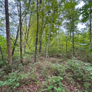 Photo #14 of 93 AC Zero Rd, warfield, VA 93.0 acres