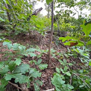 Photo #16 of 93 AC Zero Rd, warfield, VA 93.0 acres