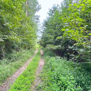 Photo #18 of 93 AC Zero Rd, warfield, VA 93.0 acres