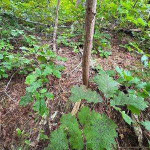 Photo #20 of 93 AC Zero Rd, warfield, VA 93.0 acres