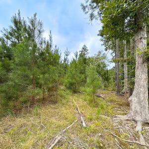 Photo #24 of 93 AC Zero Rd, warfield, VA 93.0 acres
