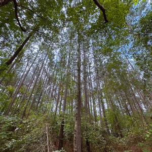 Photo #29 of 93 AC Zero Rd, warfield, VA 93.0 acres