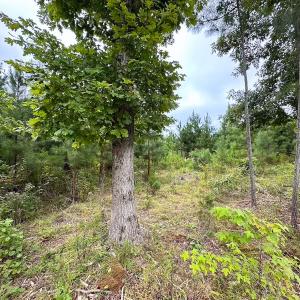 Photo #35 of 93 AC Zero Rd, warfield, VA 93.0 acres