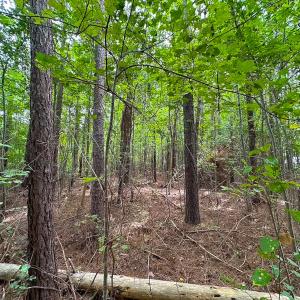 Photo #36 of 93 AC Zero Rd, warfield, VA 93.0 acres