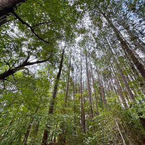 Photo #38 of 93 AC Zero Rd, warfield, VA 93.0 acres