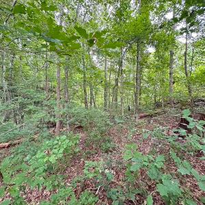 Photo #39 of 93 AC Zero Rd, warfield, VA 93.0 acres