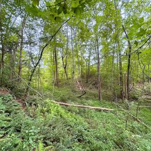 Photo #43 of 93 AC Zero Rd, warfield, VA 93.0 acres