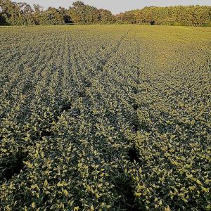 Photo #8 of Off Hwy 903, Albertson, NC 24.2 acres