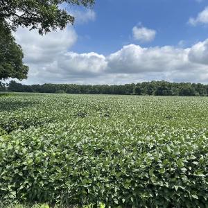 Photo #11 of Off Hwy 903, Albertson, NC 24.2 acres