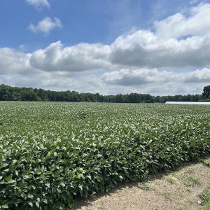 Photo #12 of Off Hwy 903, Albertson, NC 24.2 acres