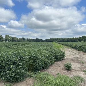 Photo #13 of Off Hwy 903, Albertson, NC 24.2 acres