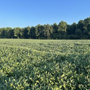 Photo #14 of Off Hwy 903, Albertson, NC 24.2 acres