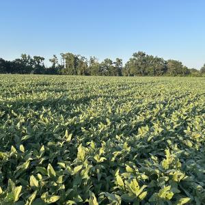 Photo #15 of Off Hwy 903, Albertson, NC 24.2 acres