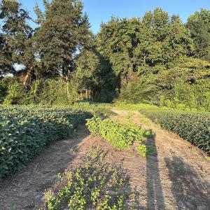 Photo #16 of Off Hwy 903, Albertson, NC 24.2 acres