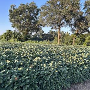 Photo #17 of Off Hwy 903, Albertson, NC 24.2 acres