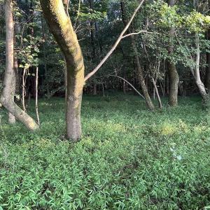 Photo #21 of Off Hwy 903, Albertson, NC 24.2 acres