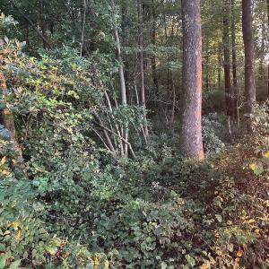 Photo #22 of Off Hwy 903, Albertson, NC 24.2 acres