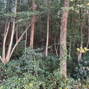 Photo #23 of Off Hwy 903, Albertson, NC 24.2 acres
