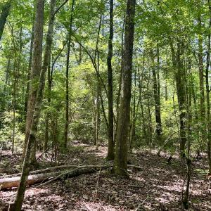 Photo #11 of 624 Dismal Road, Hallsboro, NC 32.2 acres