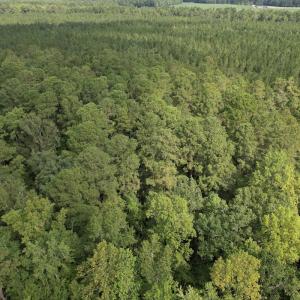 Photo #12 of 624 Dismal Road, Hallsboro, NC 32.2 acres