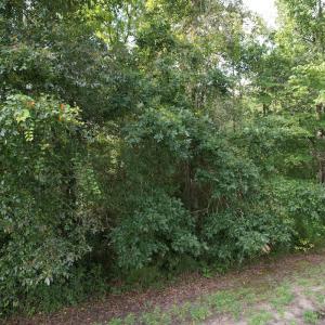 Photo #14 of 624 Dismal Road, Hallsboro, NC 32.2 acres