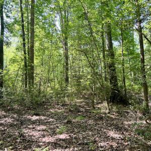 Photo #15 of 624 Dismal Road, Hallsboro, NC 32.2 acres