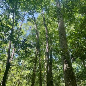 Photo #16 of 624 Dismal Road, Hallsboro, NC 32.2 acres