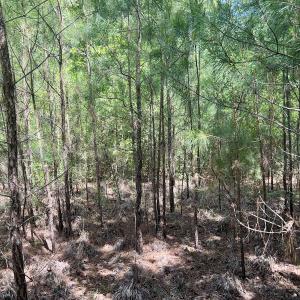 Photo #18 of 624 Dismal Road, Hallsboro, NC 32.2 acres