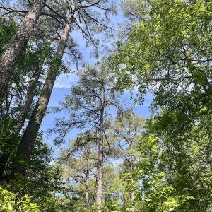 Photo #19 of 624 Dismal Road, Hallsboro, NC 32.2 acres