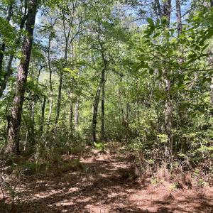 Photo #20 of 624 Dismal Road, Hallsboro, NC 32.2 acres