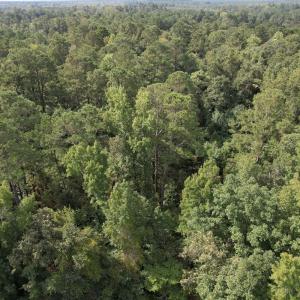 Photo #3 of 624 Dismal Road, Hallsboro, NC 32.2 acres