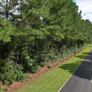 Photo #4 of 624 Dismal Road, Hallsboro, NC 32.2 acres