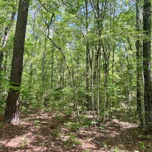Photo #5 of 624 Dismal Road, Hallsboro, NC 32.2 acres