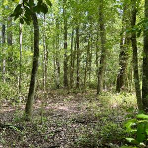 Photo #6 of 624 Dismal Road, Hallsboro, NC 32.2 acres