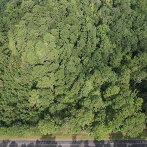 Photo #23 of 624 Dismal Road, Hallsboro, NC 32.2 acres