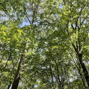 Photo #26 of 624 Dismal Road, Hallsboro, NC 32.2 acres