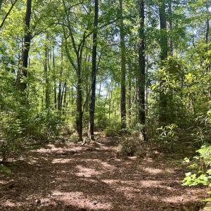 Photo #27 of 624 Dismal Road, Hallsboro, NC 32.2 acres