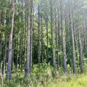 Photo #28 of 624 Dismal Road, Hallsboro, NC 32.2 acres