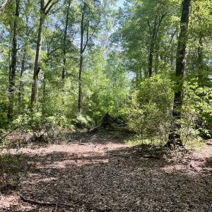 Photo #29 of 624 Dismal Road, Hallsboro, NC 32.2 acres