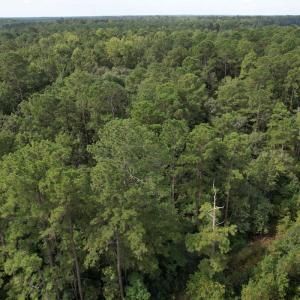 Photo #31 of 624 Dismal Road, Hallsboro, NC 32.2 acres