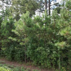 Photo #32 of 624 Dismal Road, Hallsboro, NC 32.2 acres