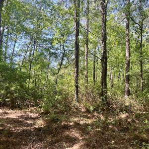Photo #34 of 624 Dismal Road, Hallsboro, NC 32.2 acres