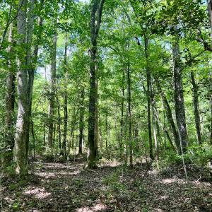 Photo #36 of 624 Dismal Road, Hallsboro, NC 32.2 acres