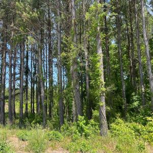 Photo #37 of 624 Dismal Road, Hallsboro, NC 32.2 acres